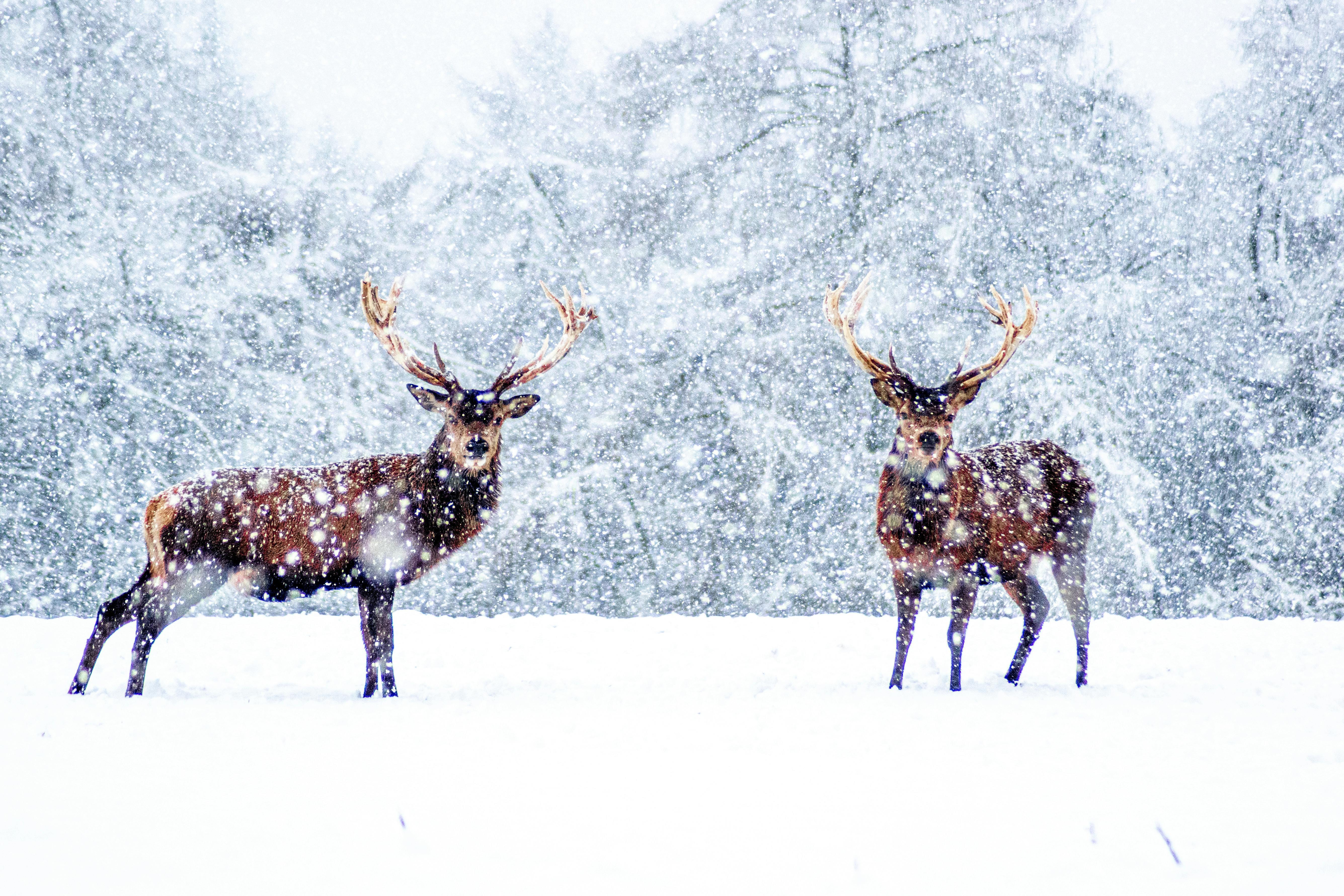 Two reindeers in a snowy winter landscape, representing Vesko's connection to local businesses and community in a global market